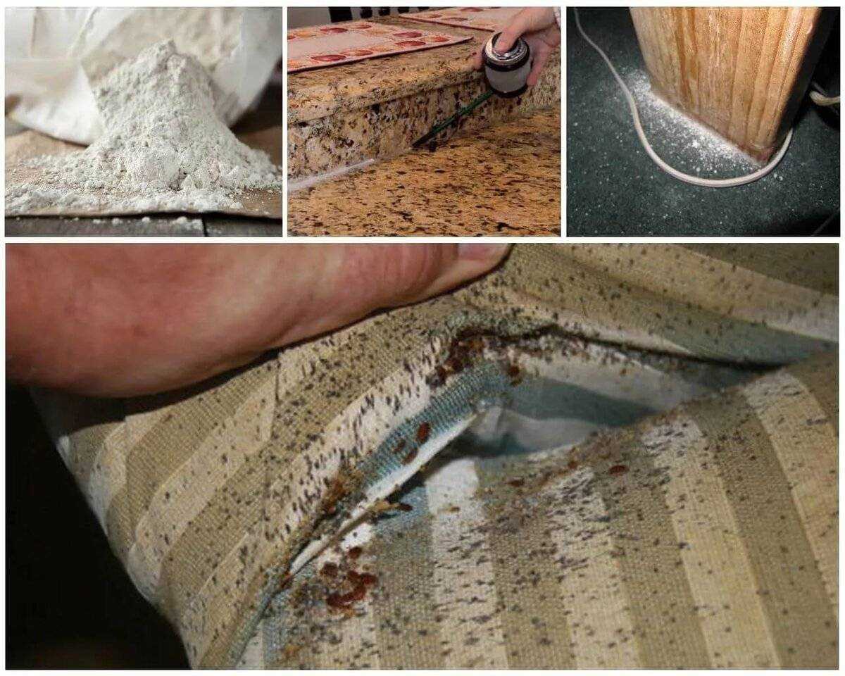 Дезинсекция от тараканов: как подготовить квартиру, средства и отзывы