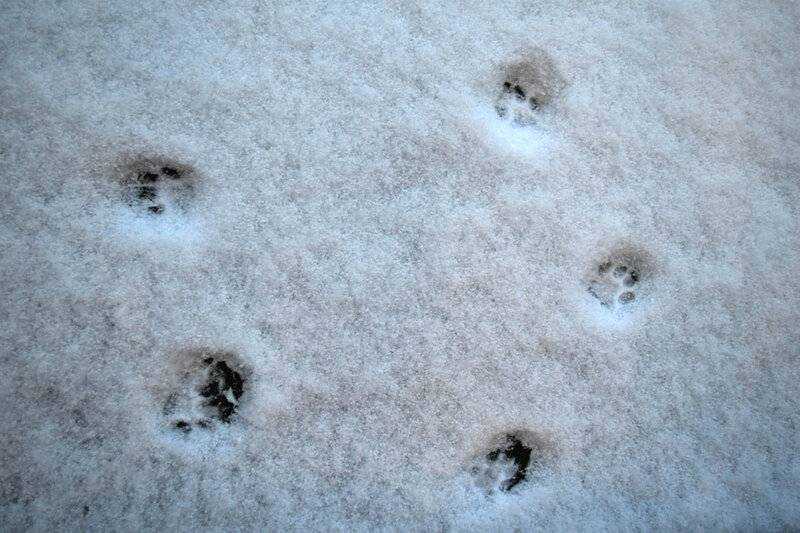 Следы рыси на снегу: как определить местонахождение дикой кошки