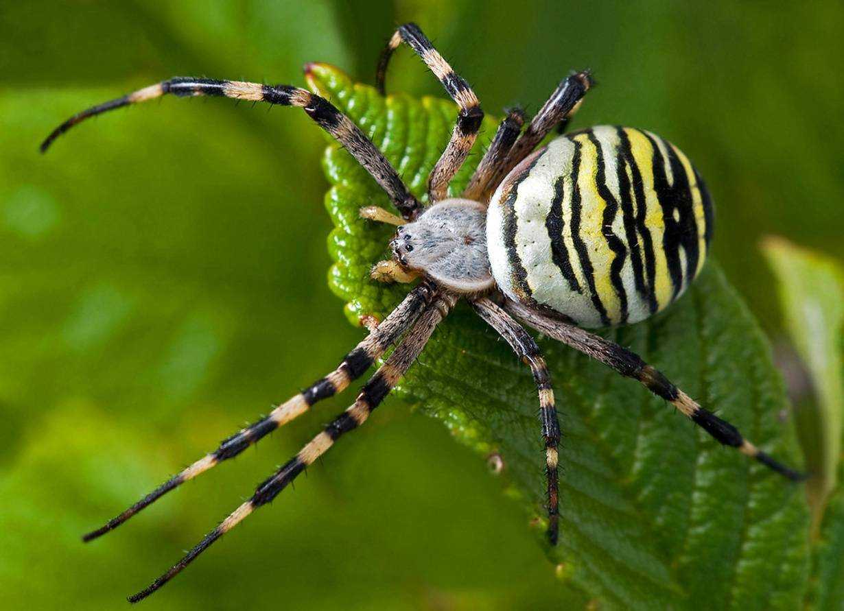 Паук кругопряд: рогатый или шипастый паук - где обитает и чем опасен?