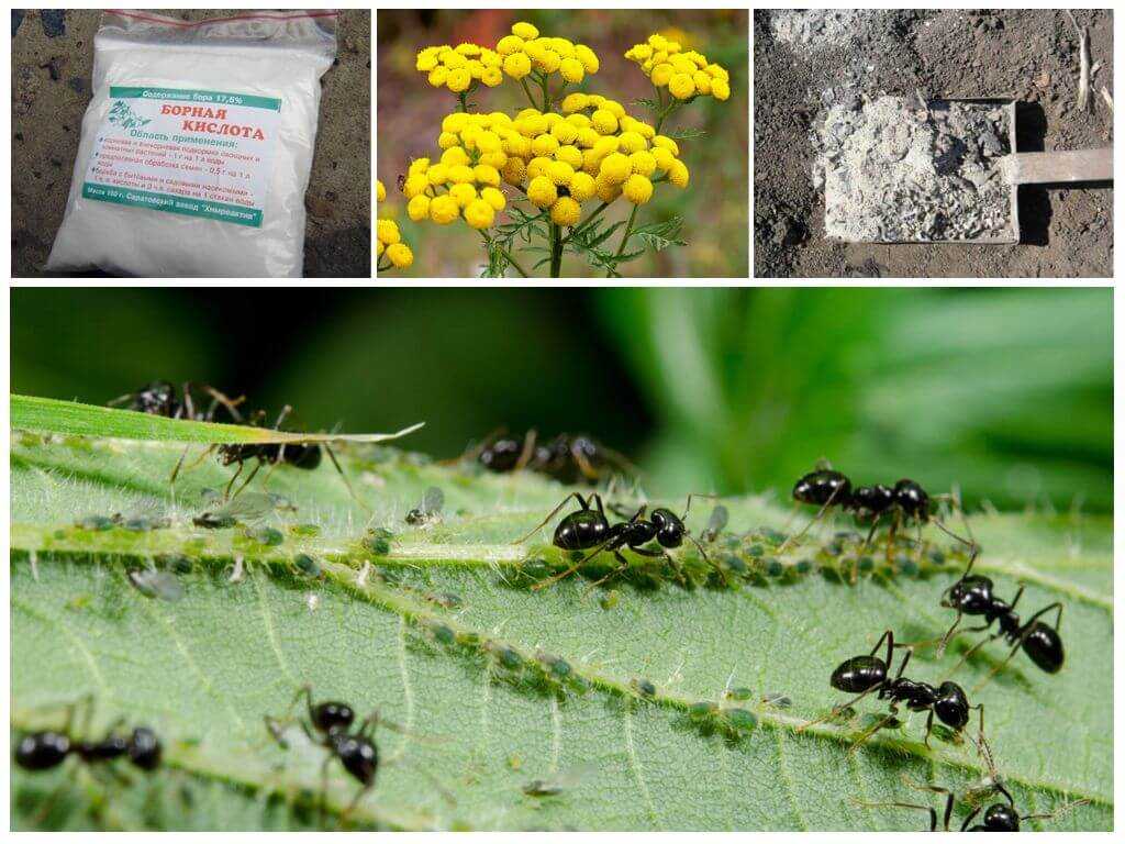 Борьба с муравьями на садовом участке — эффективные средства