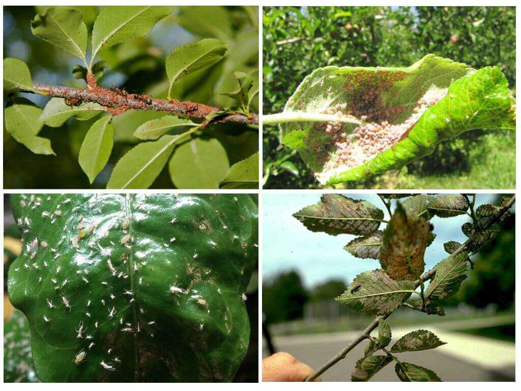 Муравьи на плодовых деревьях: как бороться, чем обрабатывать - народные средства и химия