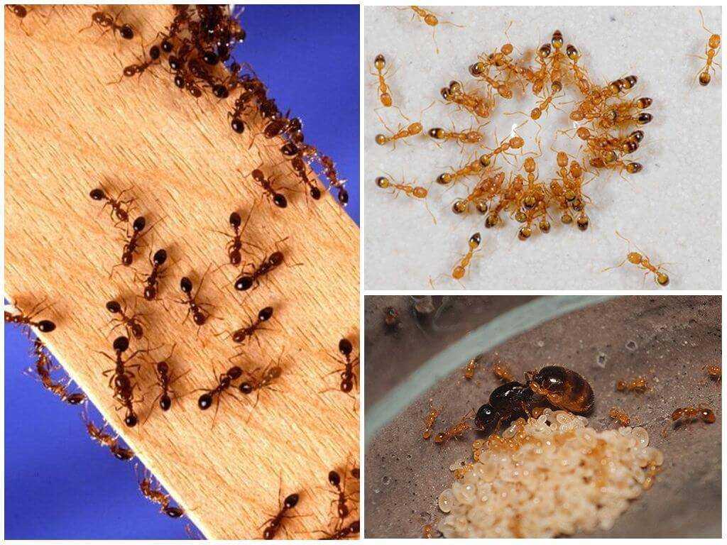Как избавиться от рыжих домашних муравьёв в квартире: действенные методы борьбы с рыжими «соседями»