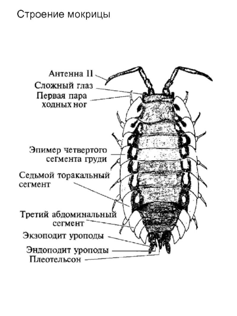 Внутреннее строение таракана рисунок с подписями