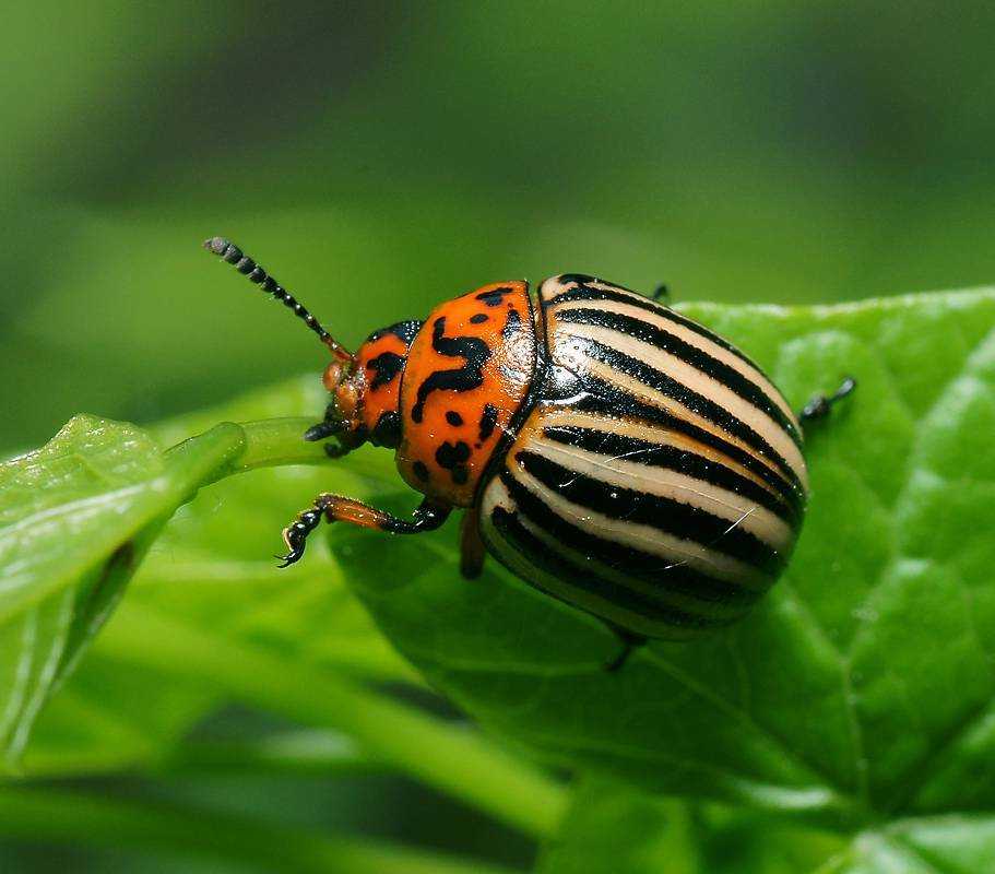 Естественные враги колорадского жука в природе: кто ест вредителя картофеля