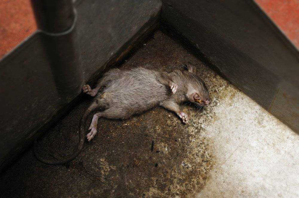 Проблема неприятного запаха при содержании декоративных крыс