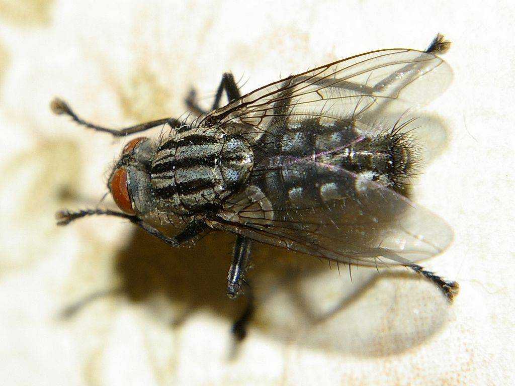 Мясная муха: насколько опасен вредитель и зачем его выращивают?