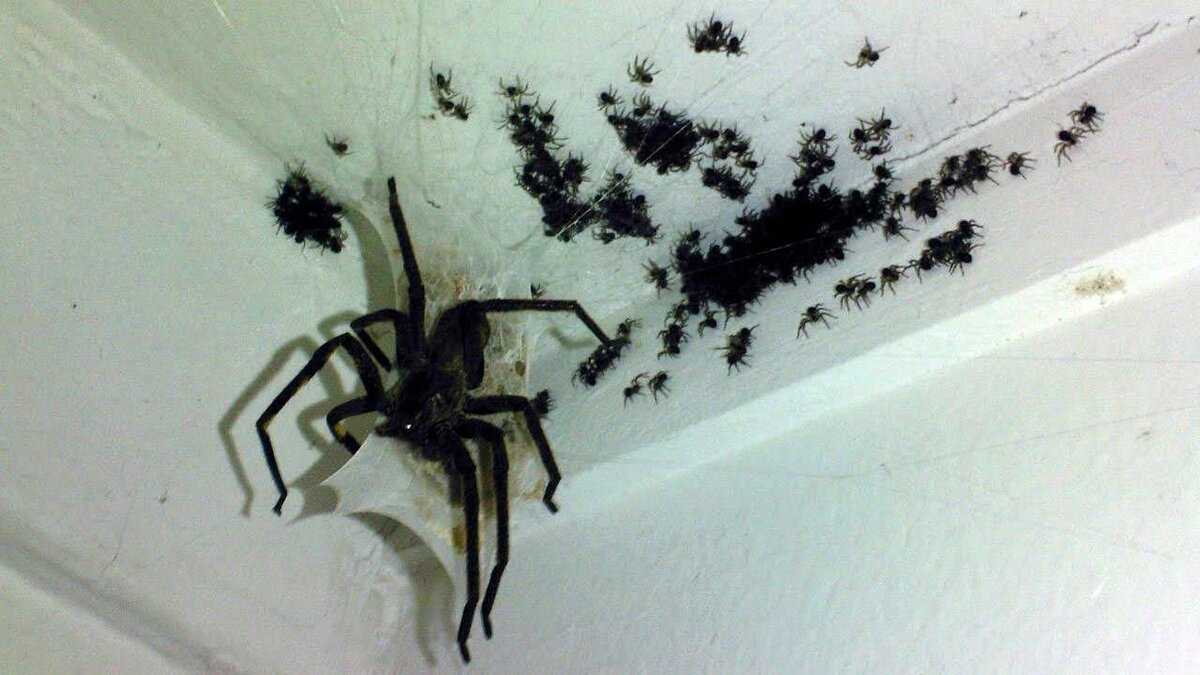 Откуда берутся пауки в квартире и доме