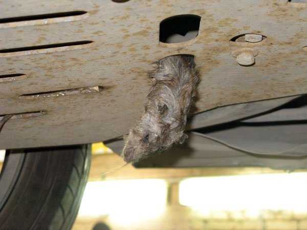 Мыши в автомобиле: как вывести вредителей из машины