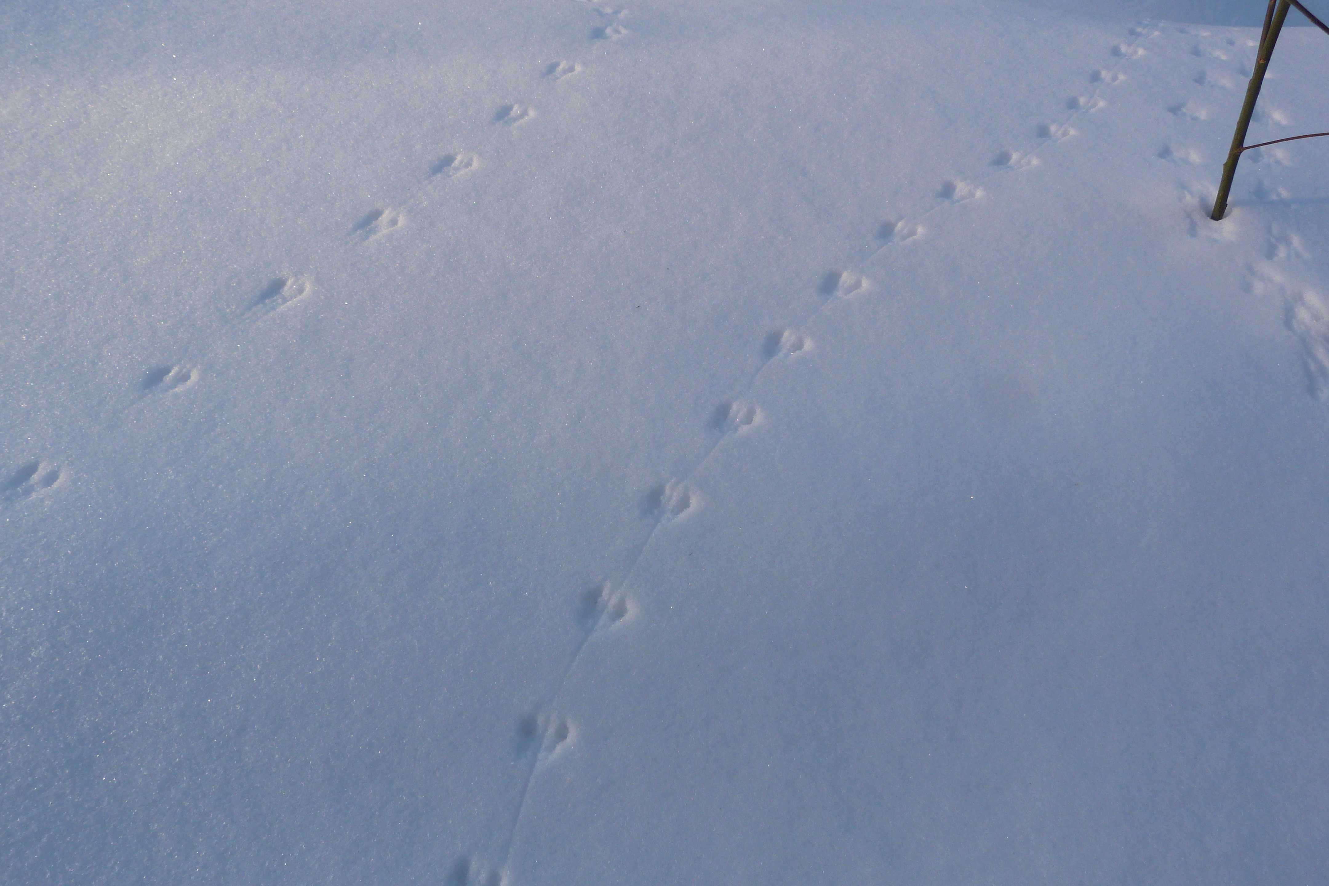 Кто оставил след? следы мышей, крыс и других животных на снегу