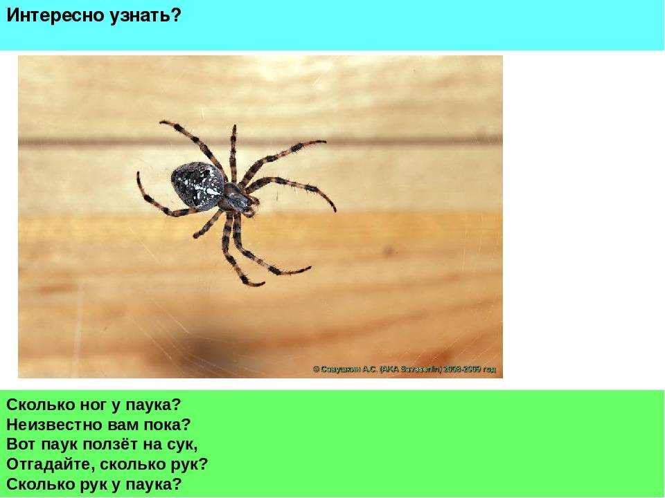 Удивительные факты о пауках и паутине