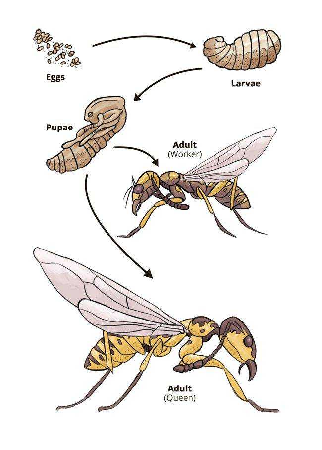 Превращение пчелы медоносной. Шершень личинка куколка яйца. Жизненный цикл шершней. Размножение перепончатокрылых насекомых. Тип развития перепончатокрылых.