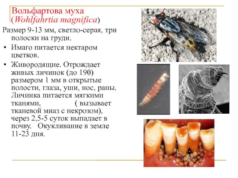 Бронзовка вонючая, олёнка рябая - 30r.biz