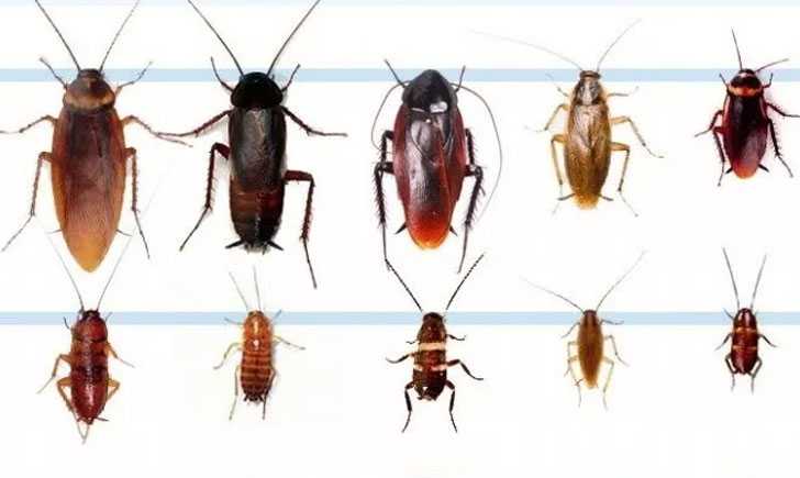 Чего боятся тараканы в квартире больше всего и как от них избавиться