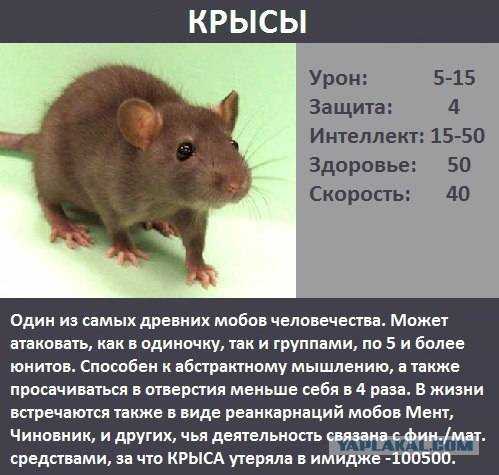 Мышь-малютка: описание, среда обитания, образ жизни, размножение грызуна