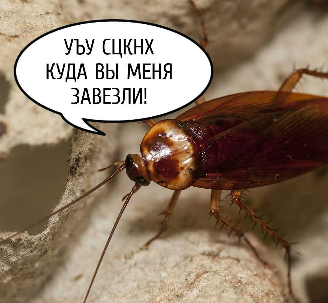 Как избавиться от тараканов в квартире: чего они боятся, чем их вывести, обзор эффективных способов уничтожения в домашних условиях