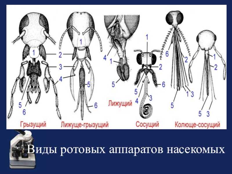 Рассмотрите рисунки подпишите как называется каждый ротовой аппарат подберите примеры насекомых