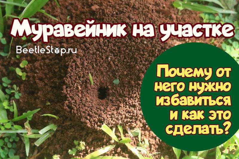 Как избавиться от садовых муравьев: способы и отпугивающие растения