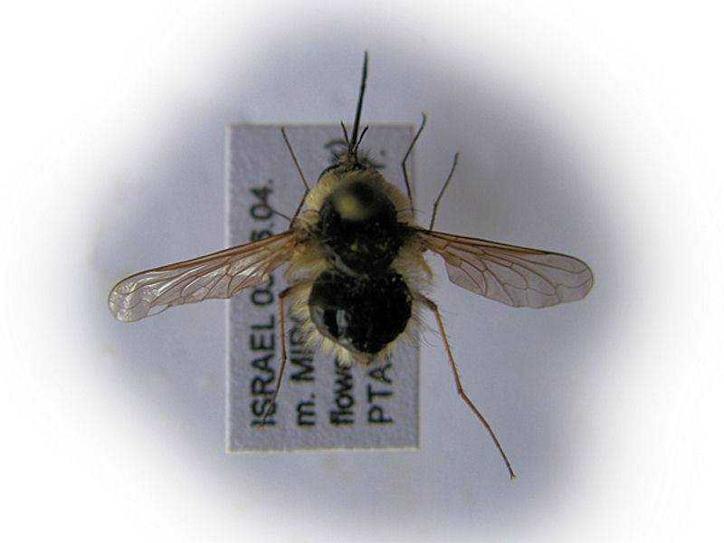 Скорость мухи в полёте: какая максимальная и для чего мухам большая скорость? - все о фермерстве, растениях и урожае