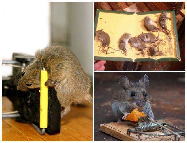 Эффективные средства для крыс и мышей. химические средства от грызунов.