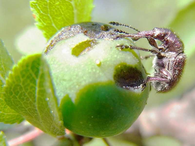Яблоневый цветоед: описание вредителя, причины и первые признаки появления, способы борьбы, фото