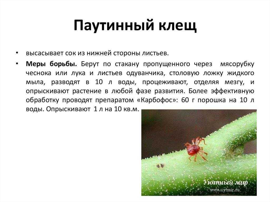 Зеленый цвет в одежде - сочетание 2022, фото - шкатулка красоты