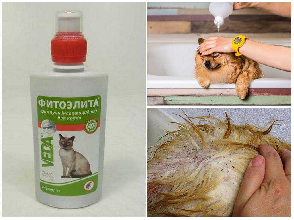 Какие народные средства помогут избавиться от блох у кошек и собак - дегтярное и дустовое мыло, полынь и другие варианты избавления питомцев от паразитов