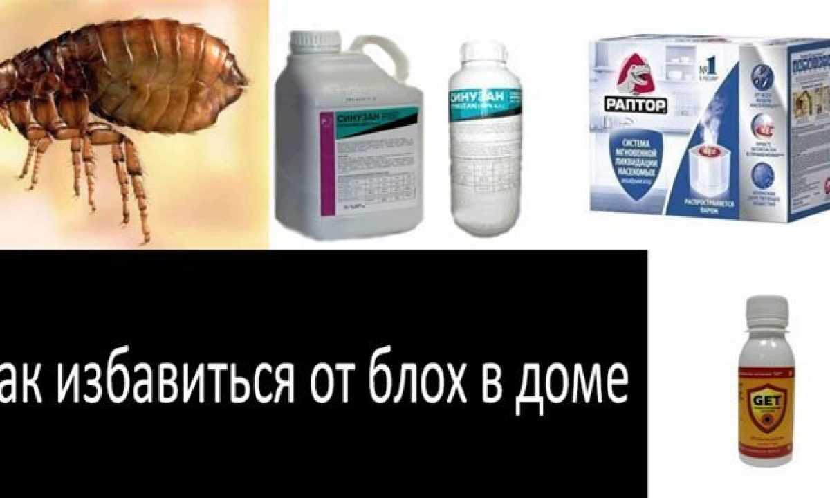Блохи в квартире: как избавиться народными средствами, откуда берутся