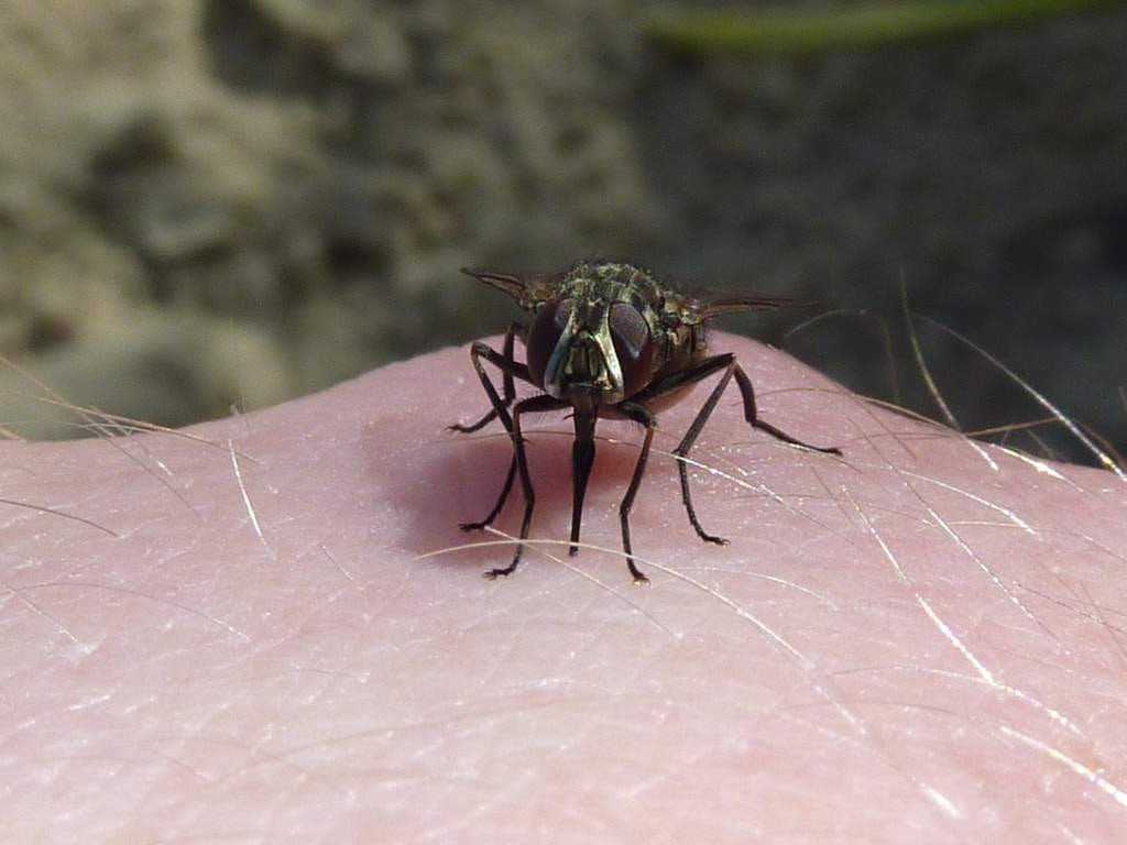 Почему мухи кусаются в августе: все ответы на вопрос, способы защиты и профилактика