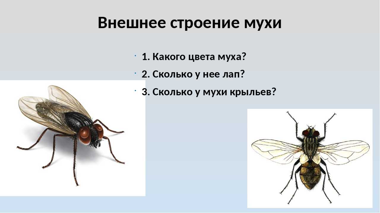 Комнатная муха как называется. Строение мухи. Внешнее строение мухи. Муха строение организма. Комнатная Муха строение.