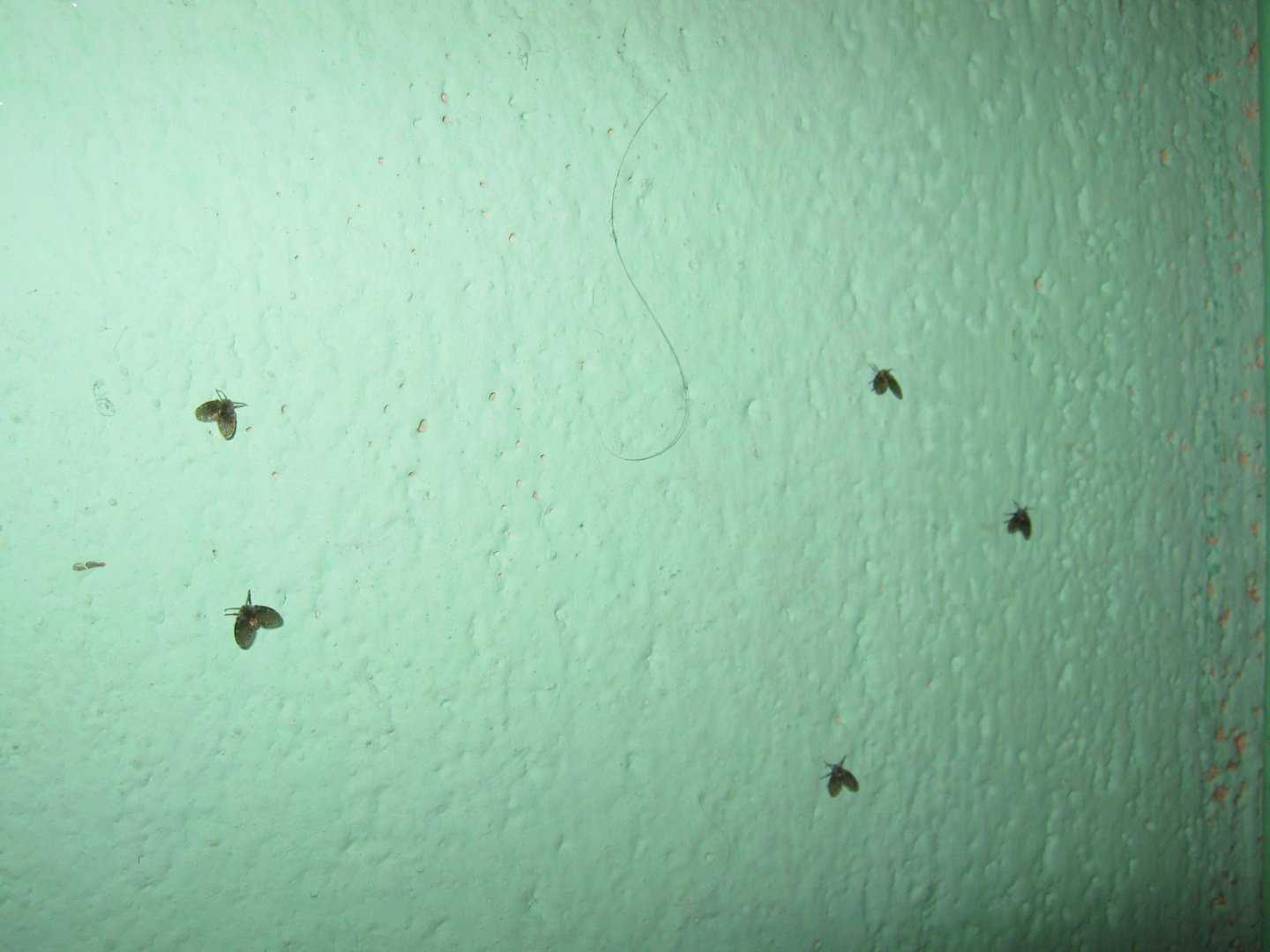 Тараканы в подъезде