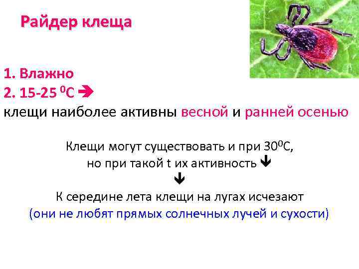 Сезон клещей 2021 – периоды активности клещей по месяцам