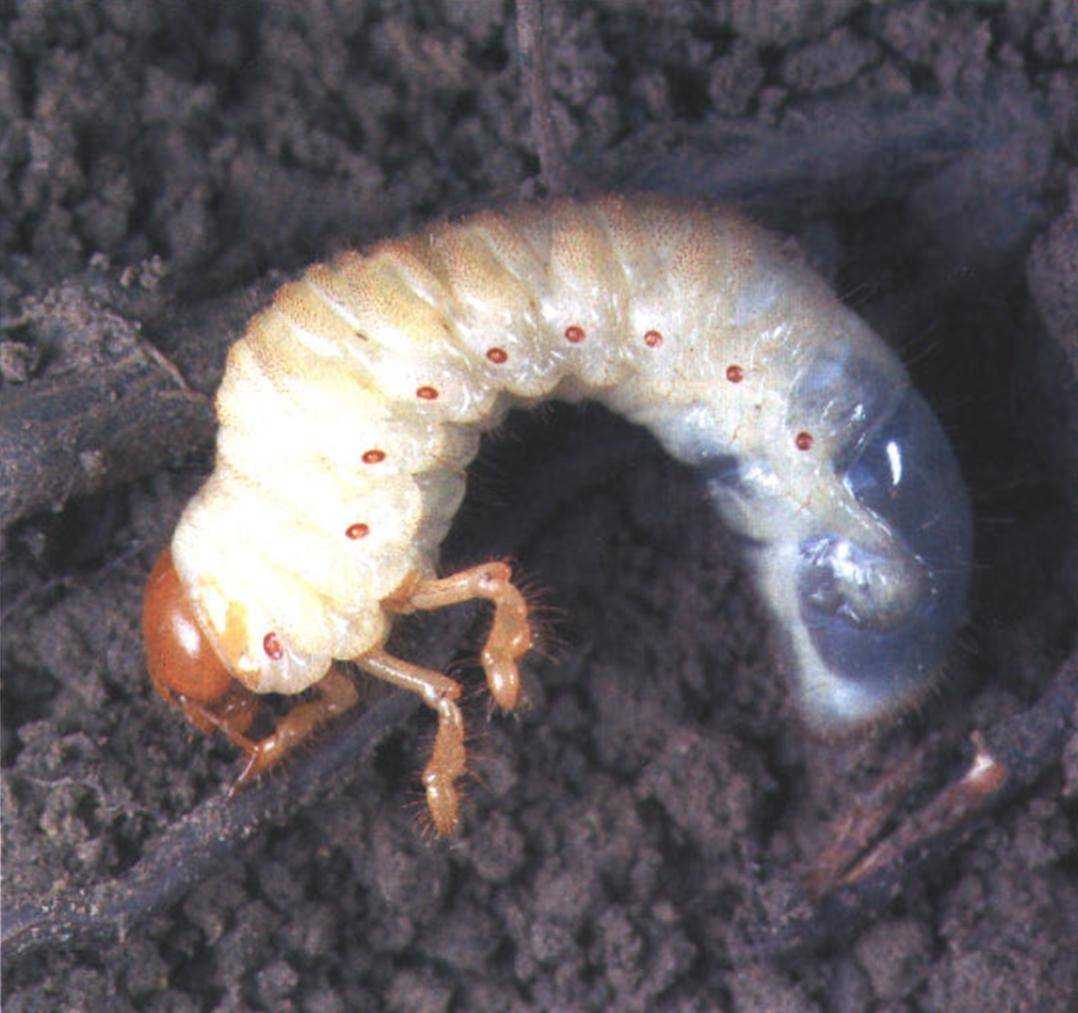 Большая желтая личинка в земле. чем отличаются личинки медведки и майского жука. процесс превращения личинки в жука