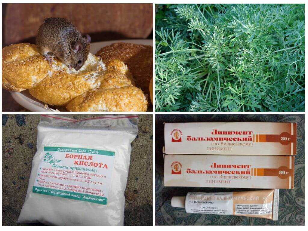 Чего боятся мыши: ловушки, отпугиватели и народные средства для устранения крыс и других грызунов в квартире
