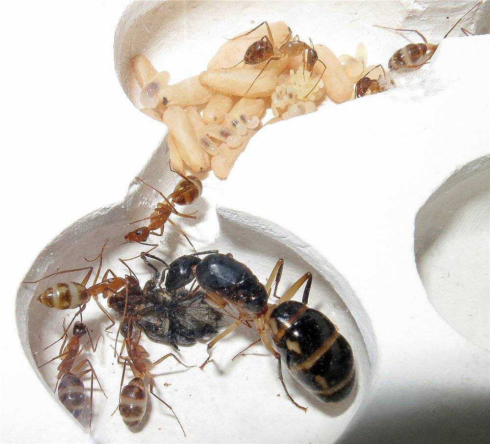 Матка муравья: как выглядит королева и как найти гнездо в квартире, фото и видео