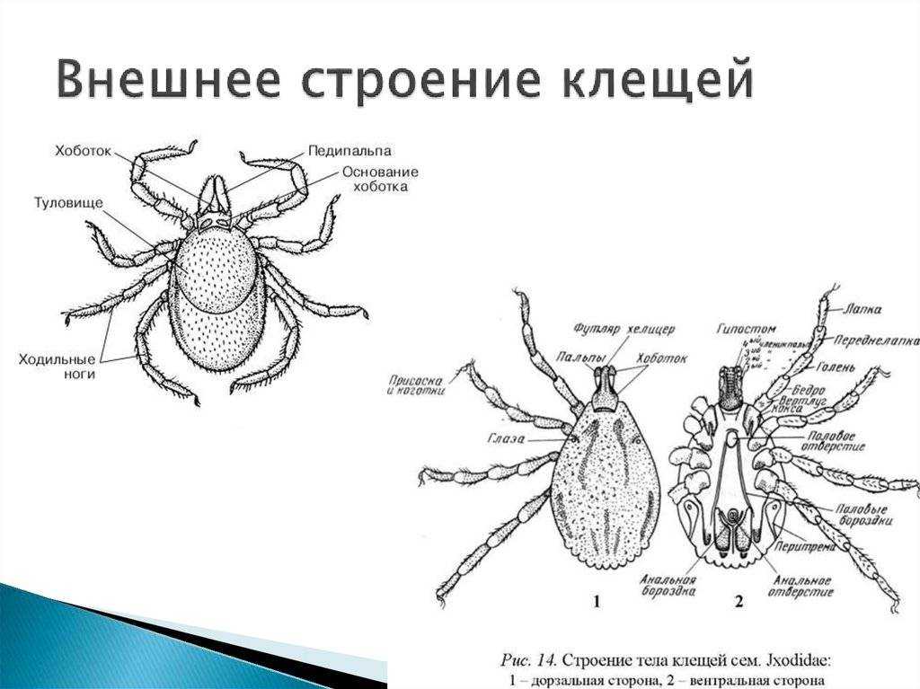 Какой цифрой обозначена на рисунке неполовозрелая стадия таежного клеща