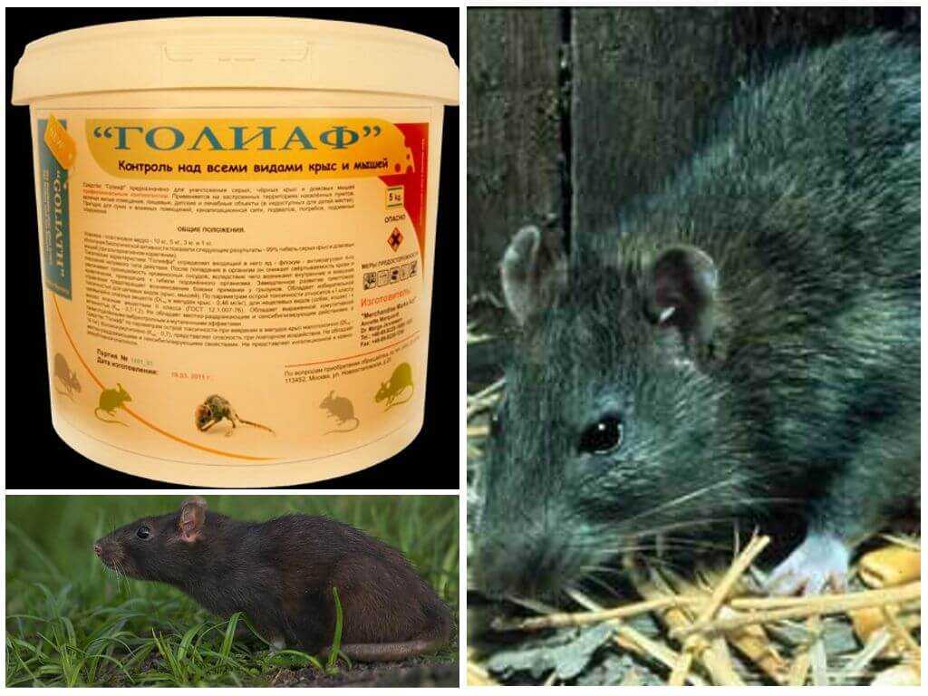 Как бороться с крысами в курятнике: действенные способы избавления от мышей
