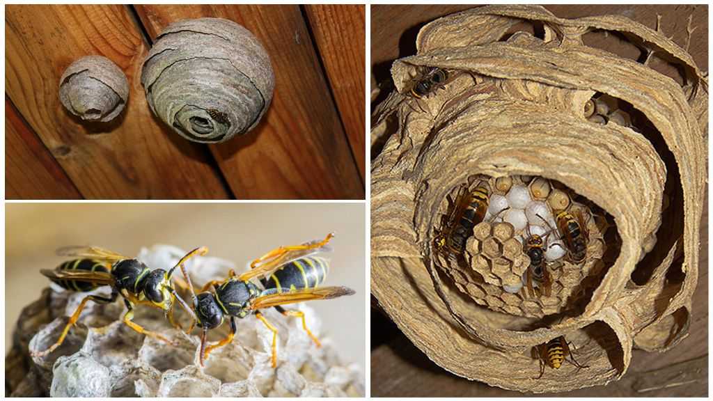 Интересные факты об осиных гнездах. какой дом у осы из чего сделан улей ос