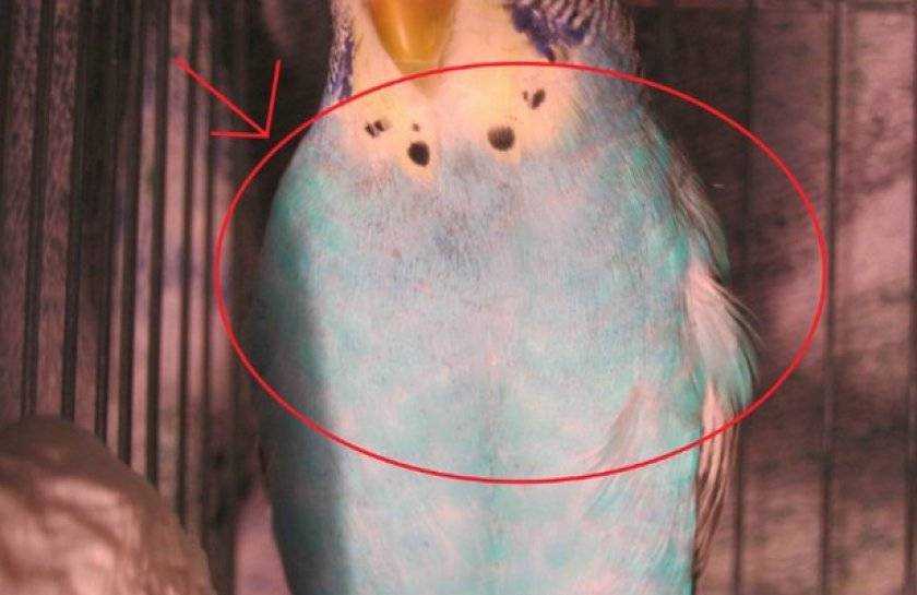 Могут ли вши от попугая перейти к человеку