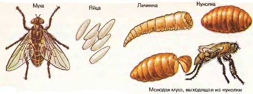 Схема развития мухи в картинках