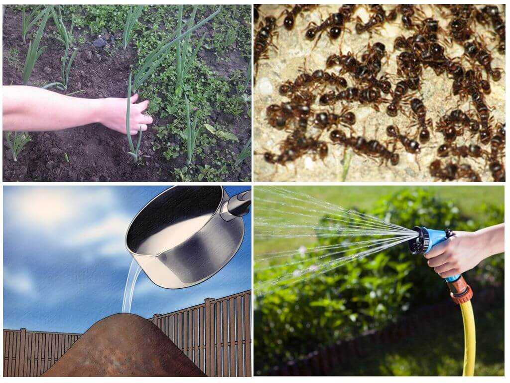 Какими средствами бороться с муравьями в огороде