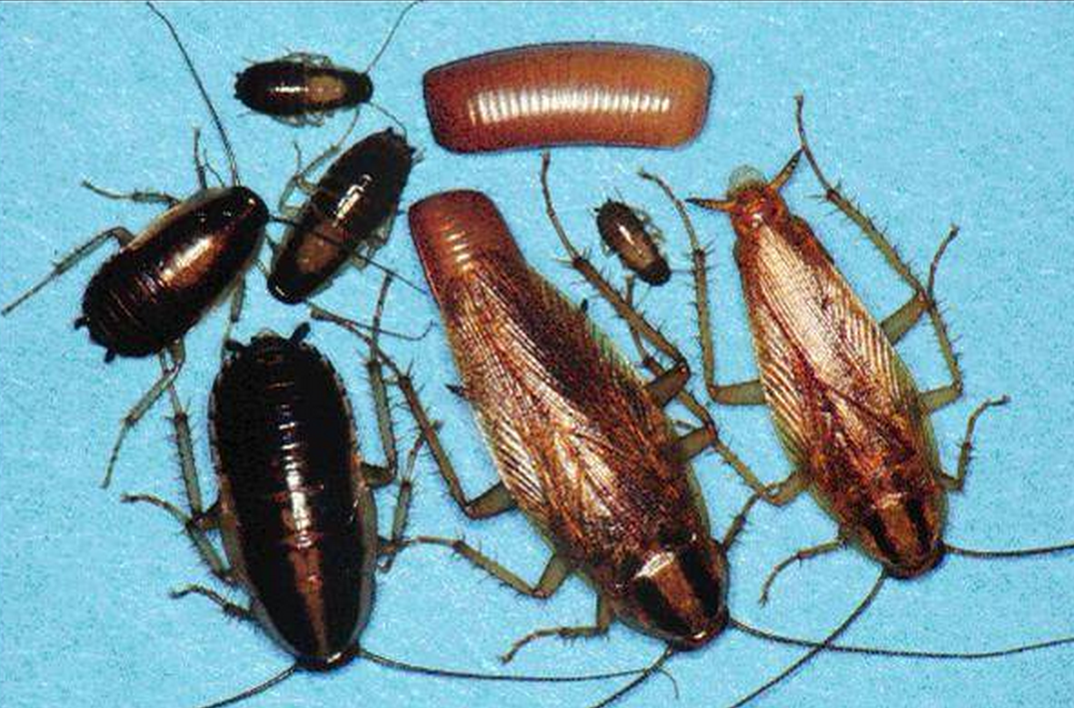 Виды тараканов в квартире фото и описание