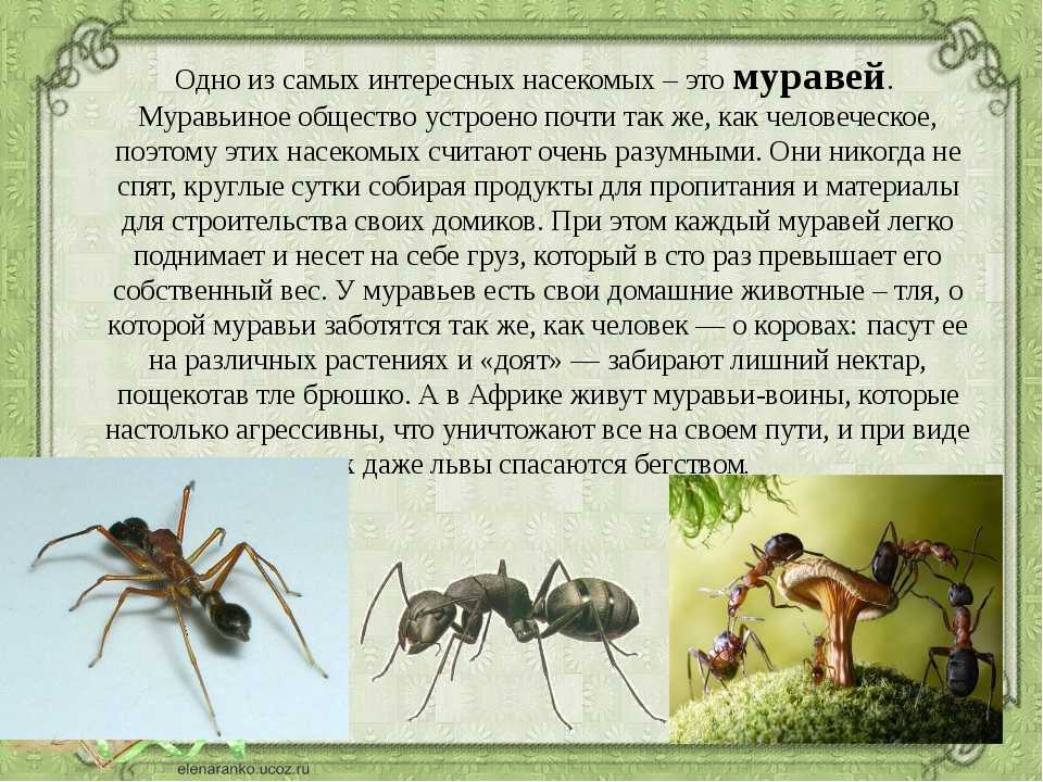 Виды муравьев — фото, названия и описания всех видов