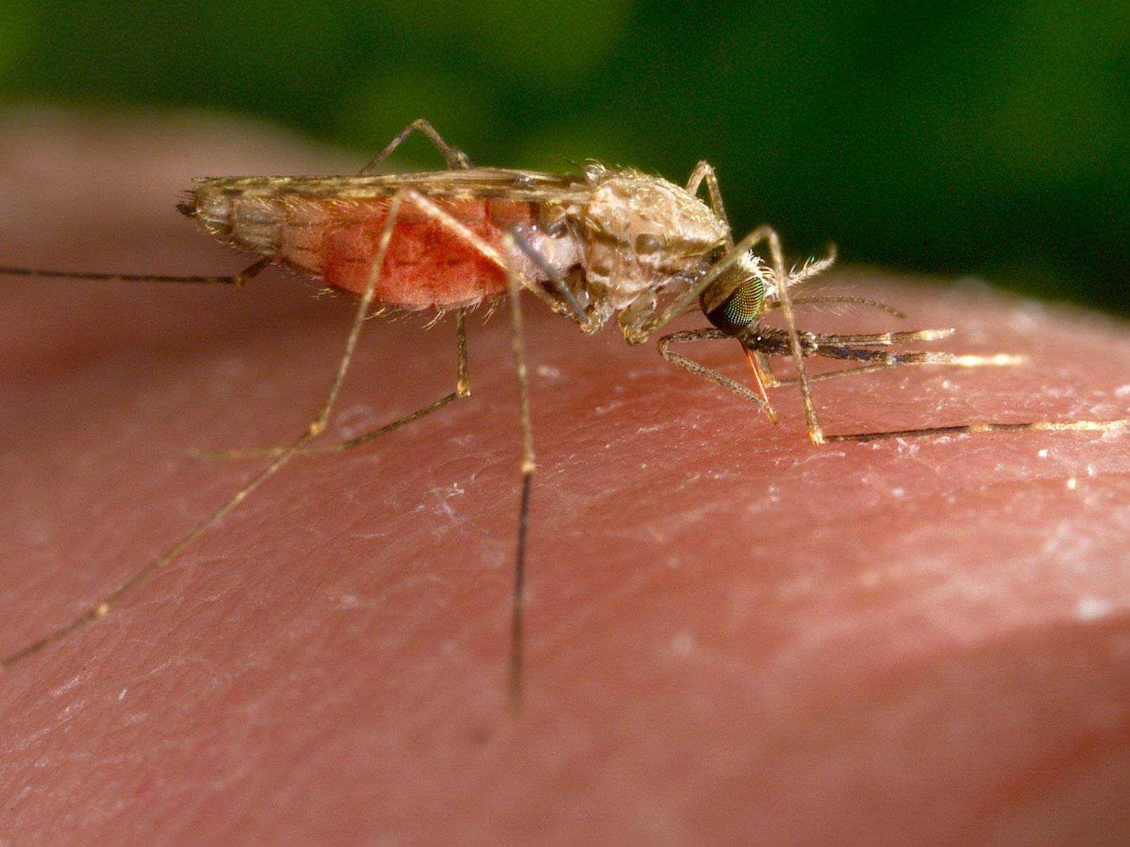 Малярийный комар – разносчик смертельного заболевания