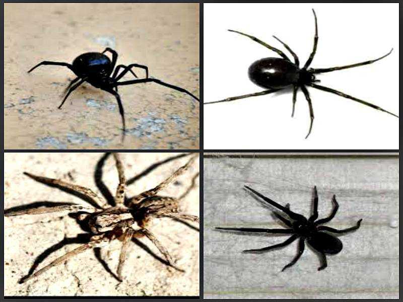 Пауки в доме как избавиться домашних условиях. Чёрный паук в доме. Черные домашние пауки. Маленький черный паук в доме. Пауки живущие в домах.