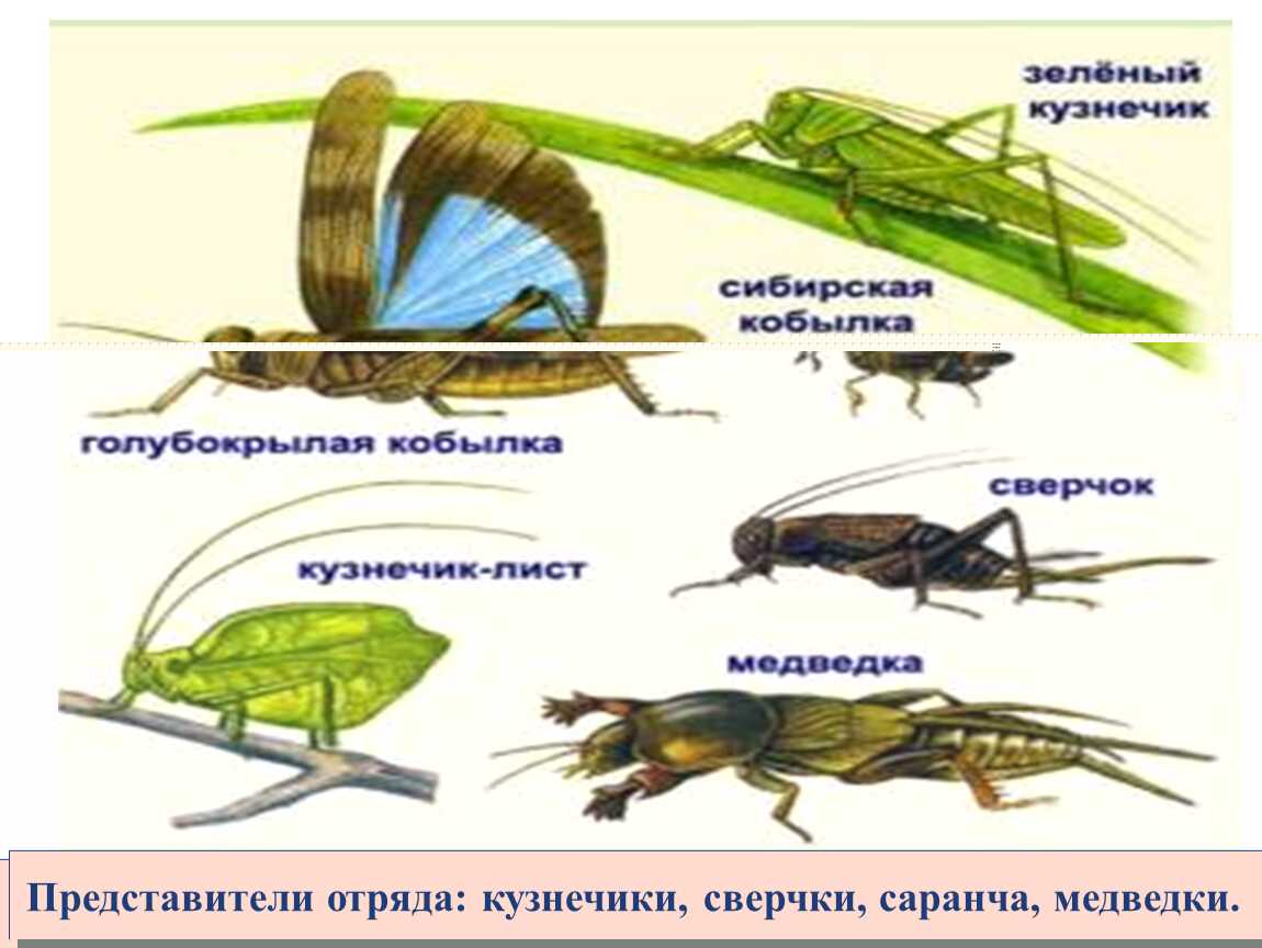 Кузнечик и саранча в чем отличие как выглядит фото