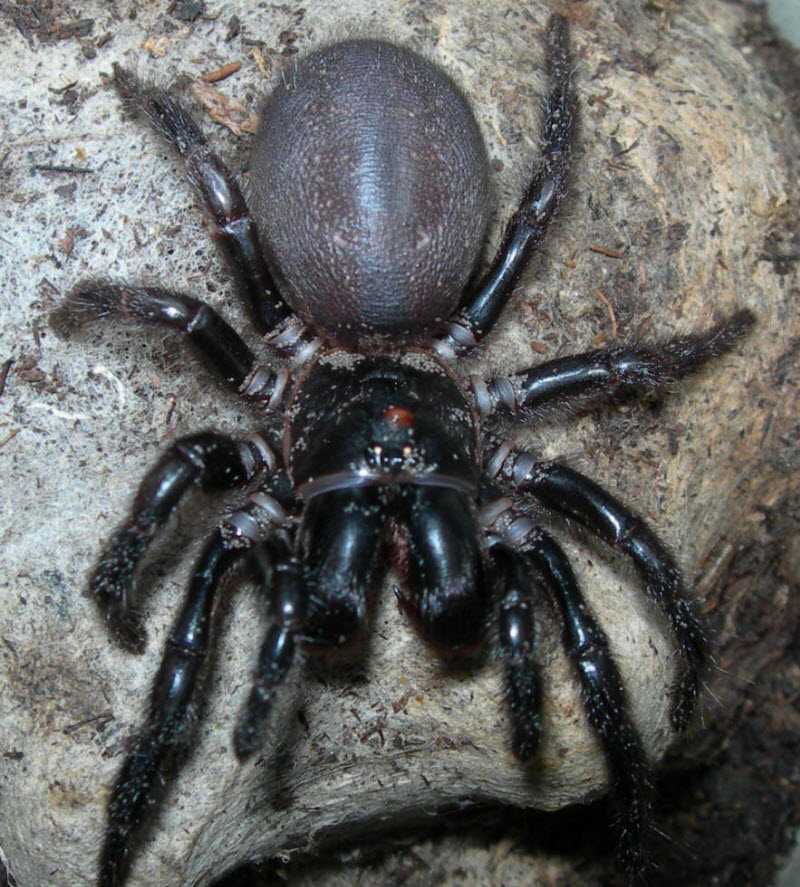 Самый опасный паук в мире: укус и его последствия, образ жизни