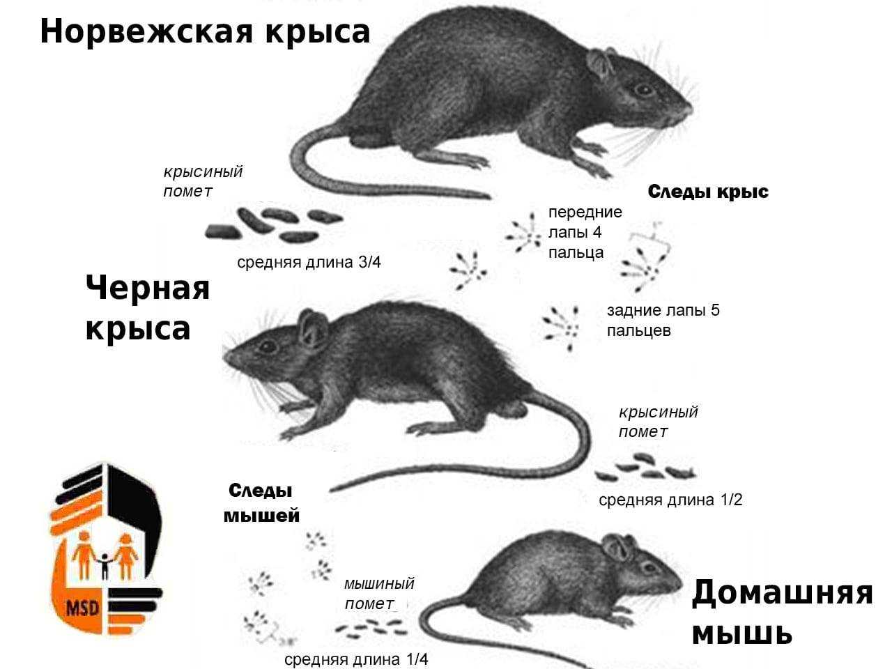 Как отличить мышь от крысы