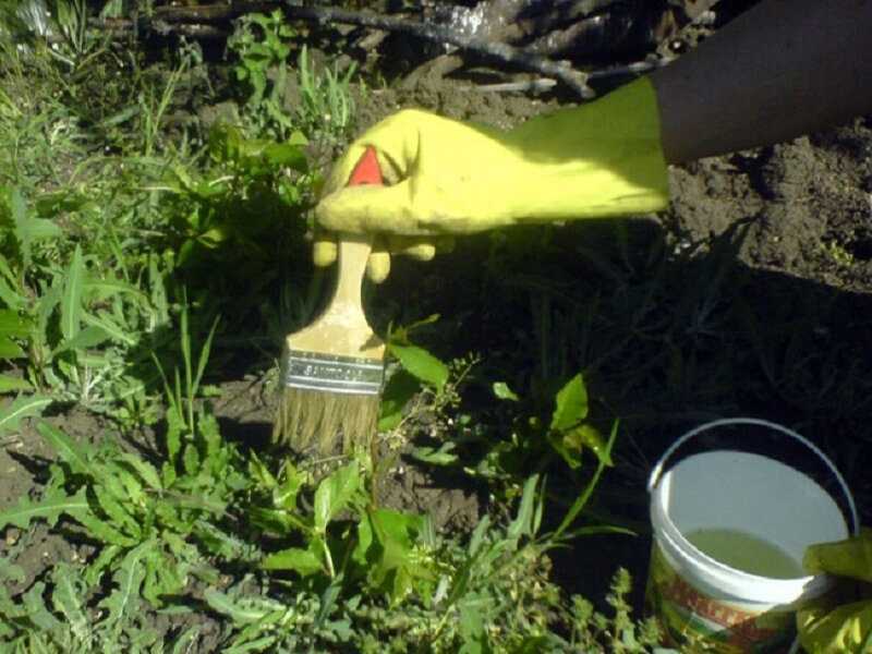 Как бороться с сорняками на огороде – лучшие методы и средства