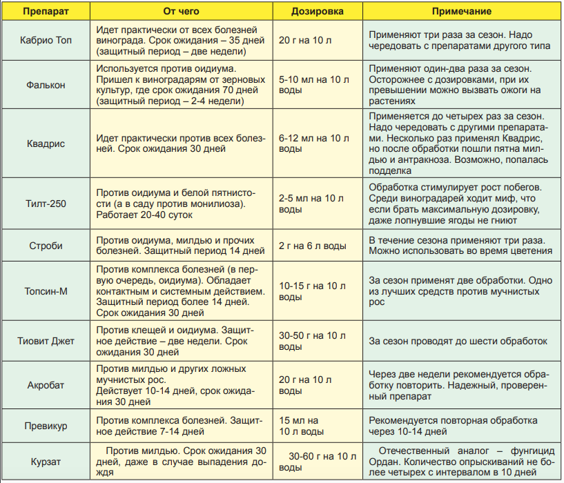 Защита винограда от болезней и вредителей схема защиты