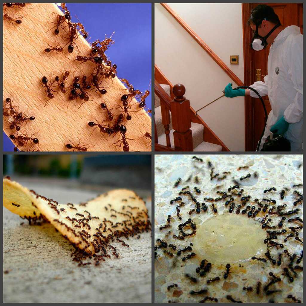 Как избавиться от муравьев в огороде народными средствами, химикатами